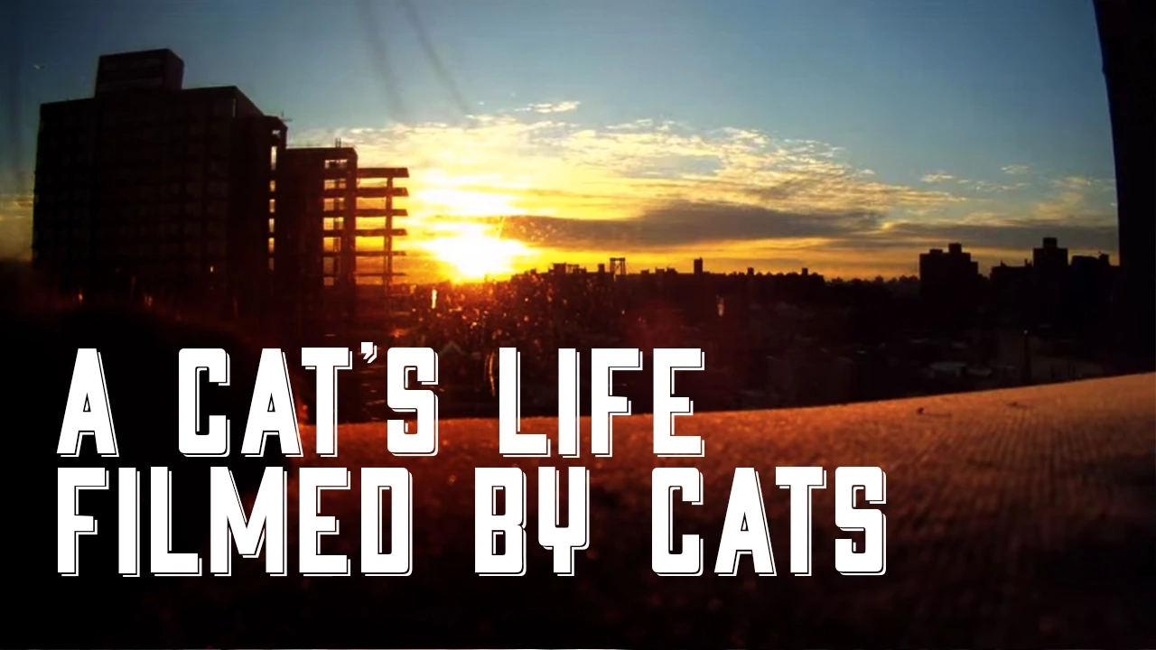 Cat Diaries: The First Ever Movie Filmed by Cats!