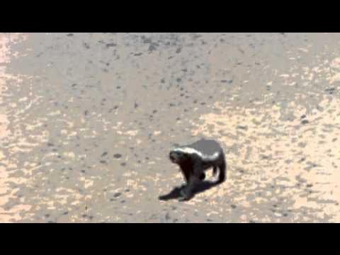 Honey Badger - The Most Fearless Animal On Earth
